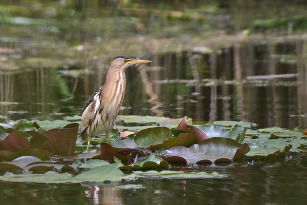 Zwergdommel Weibchen