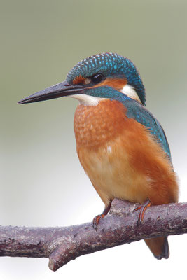 Eisvogel Weibchen