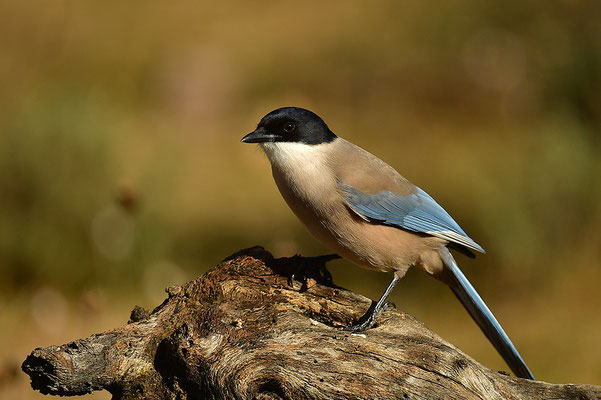 Blauelster