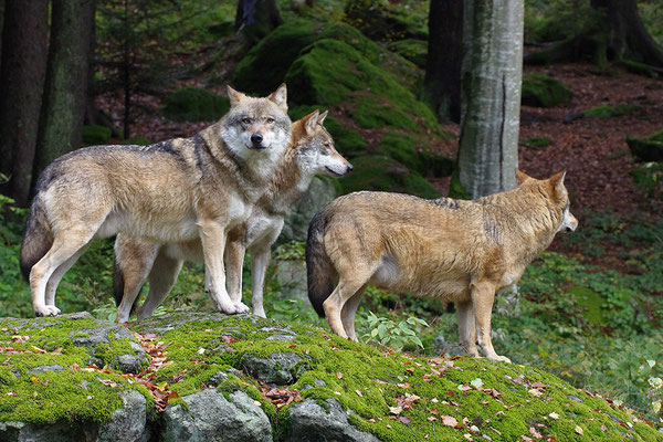 Wölfe, Nationalpark Bayrischer Wald Tierfreigelände Neuschönau