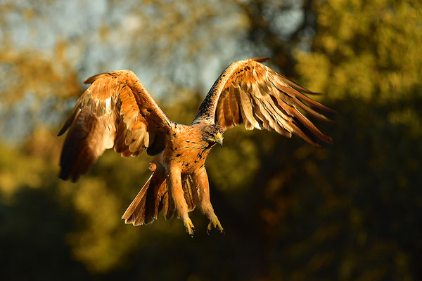 Kaiseradler Jungvogel