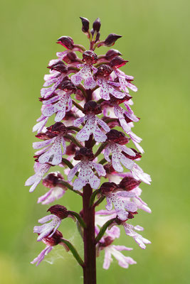 Purpurknabenkraut
