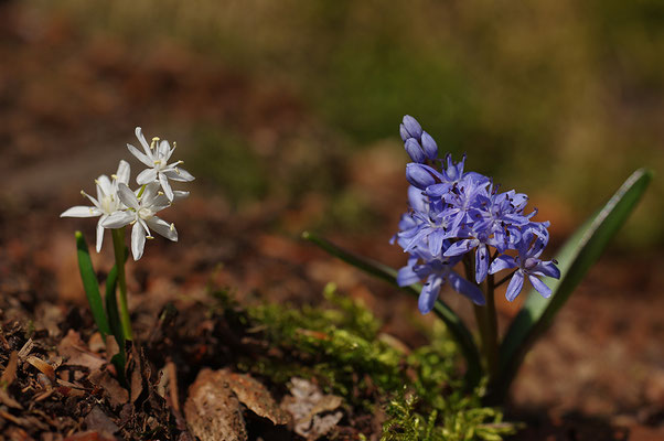 Blaustern mit weißer Form