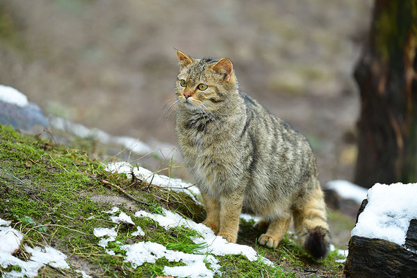 Wildkatze