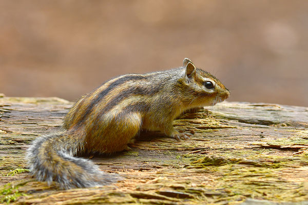 Sibirisches Streifenhörnchen