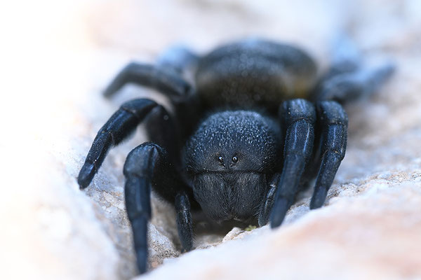 Griechische Röhrenspinne, Weibchen