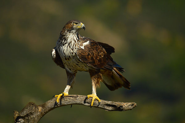Habichtsadler