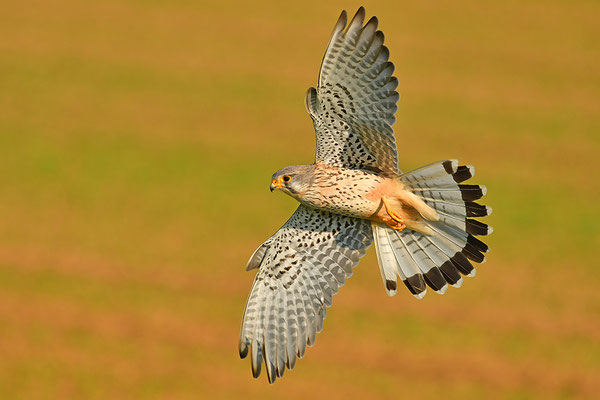 Turmfalke im Anflug