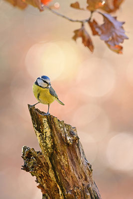 Blaumeise