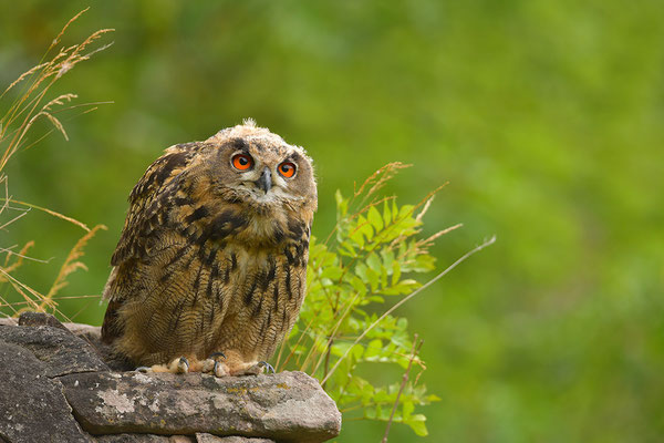 Uhu Jungvogel