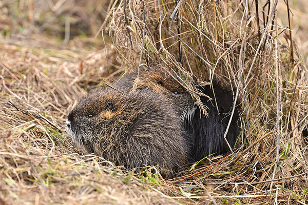 Nutria Jungtiere