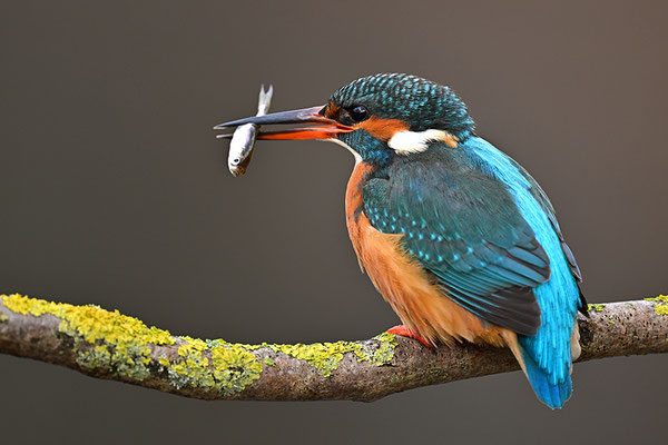 Eisvogel Weibchen