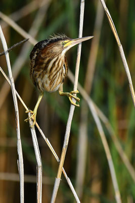 Zwergdommel Jungvogel