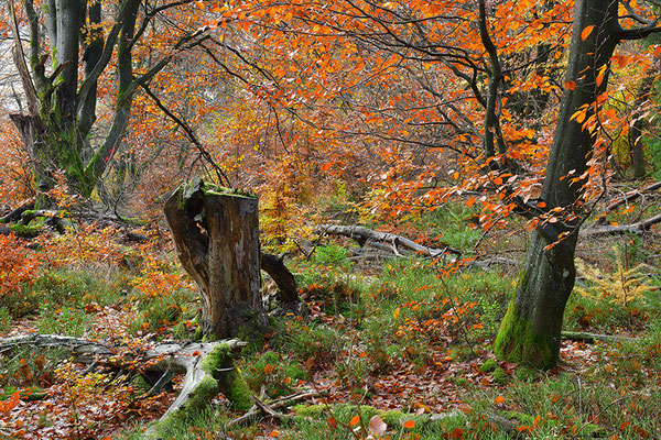 Hutewald Kalterherberg