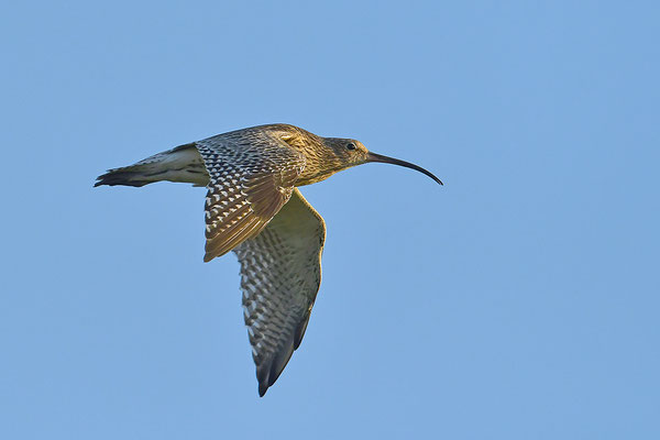 Großer Brachvogel im Flug