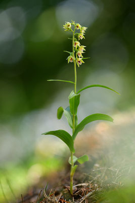 Müllers Stendelwurz