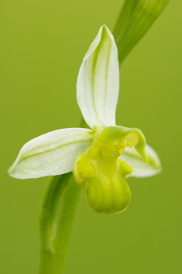 Gelbe Bienenragwurz flavescens