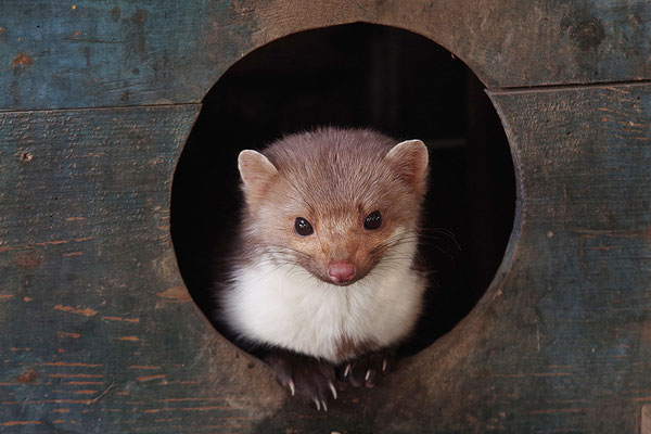 Steinmarder im Otterpark Hankensbüttel