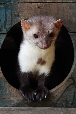 Steinmarder im Otterpark Hankensbüttel