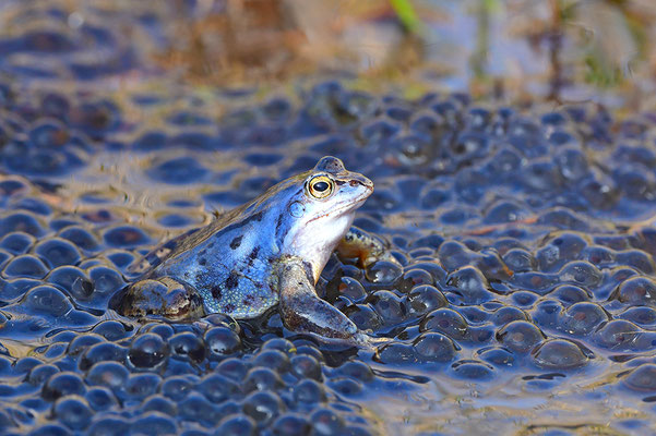 Moorfrosch