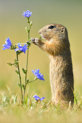 Ziesel