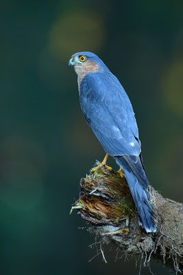 Sperber Männchen