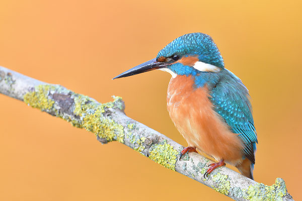 Eisvogel