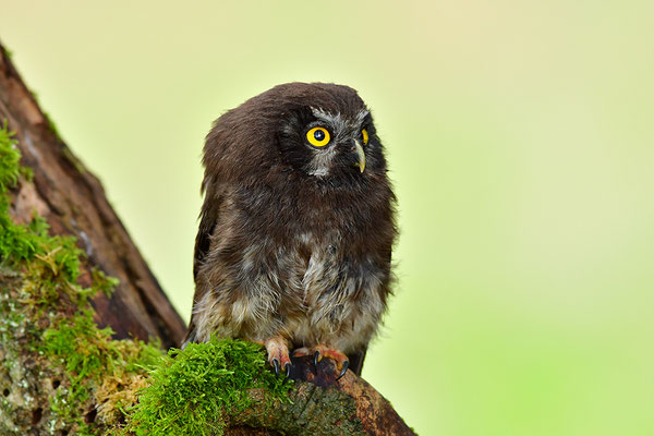 Raufußkauz Jungvogel