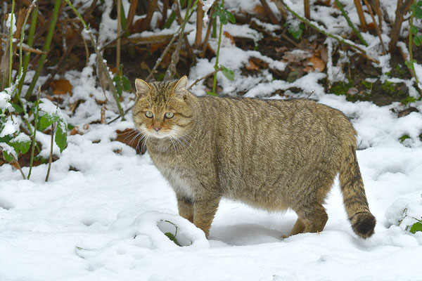 Wildkatze