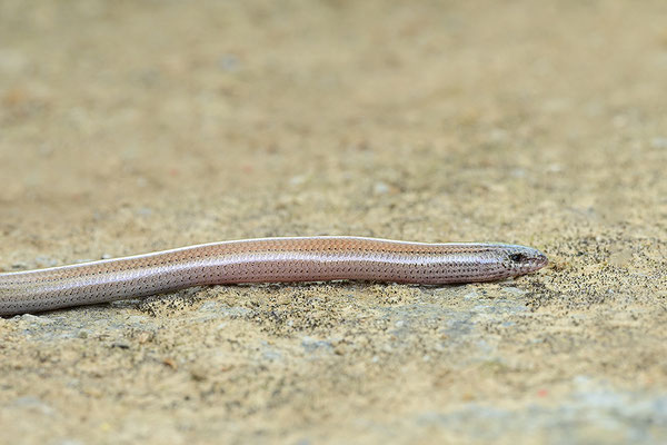 Gesprenkelter Schlangenskink