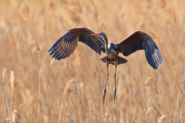 Purpurreiher im Flug