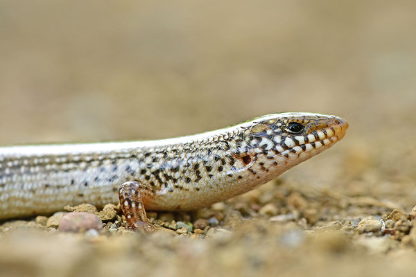 Gestreifter Walzenskink