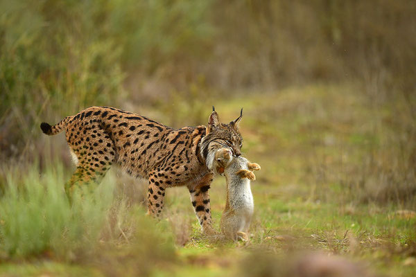 Pardelluchs mit erbeutetem Kaninchen