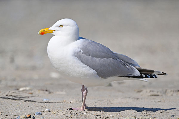 Silbermöwe