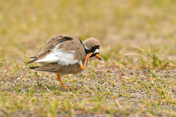 Sandregenpfeifer