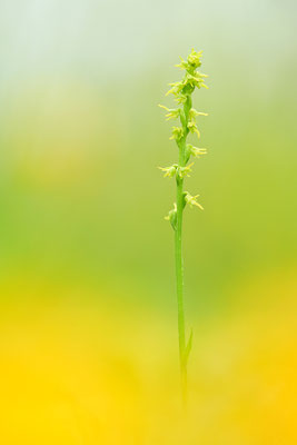 Honigorchis