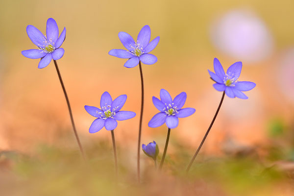 Leberblümchen