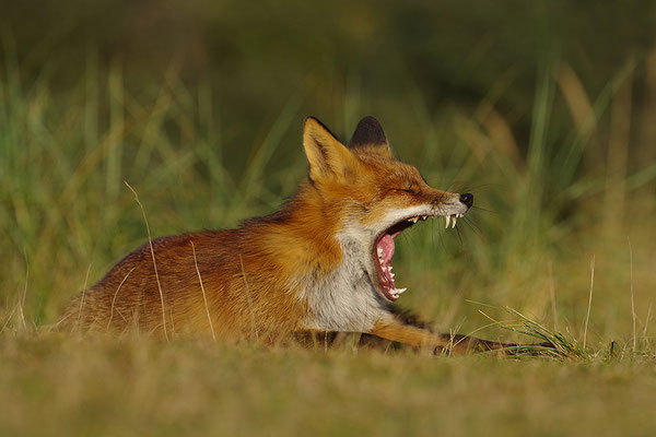 Fuchs gähnend