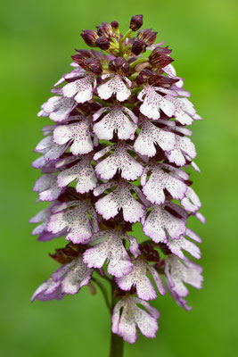 Purpurknabenkraut