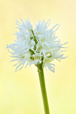 Italienisches Knabenkraut weiße Form