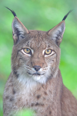 Luchs, Wildpark Anholter Schweiz