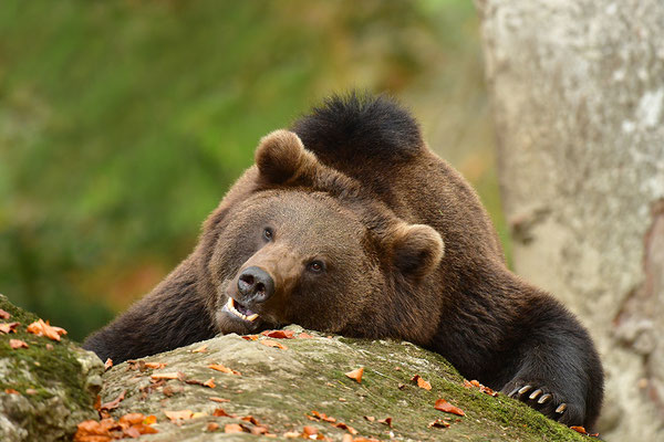 Braunbär, Nationalpark Bayrischer Wald Tierfreigelände Neuschönau