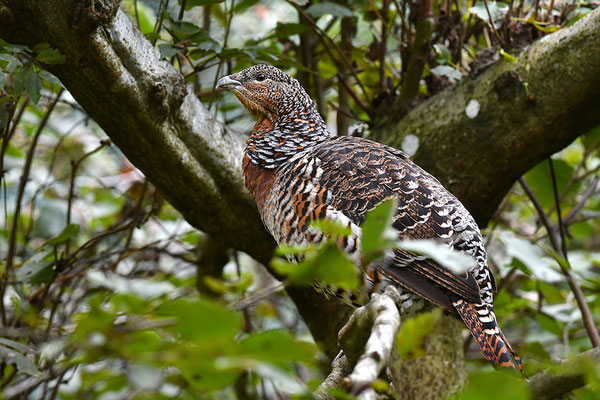 Auerhuhn
