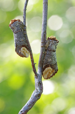 Mondvogel
