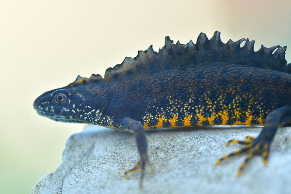 Kammmolch Männchen