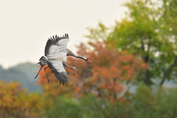 Kranich Im Flug