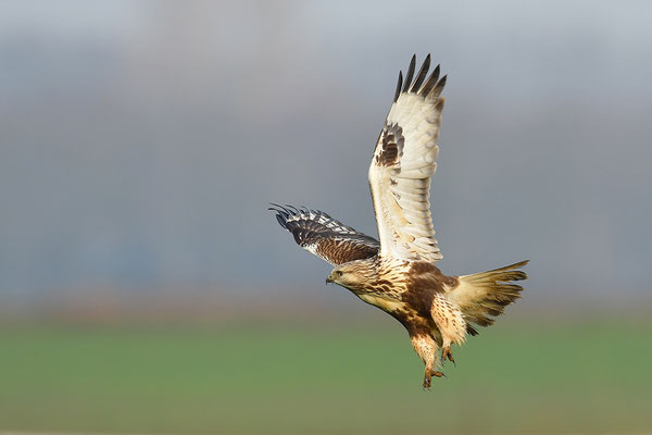 Rauhfußbussard