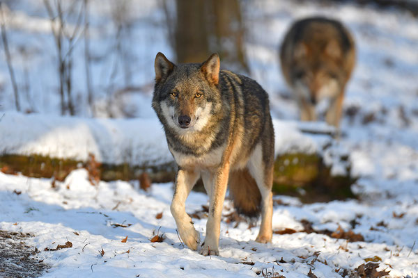 Wolf