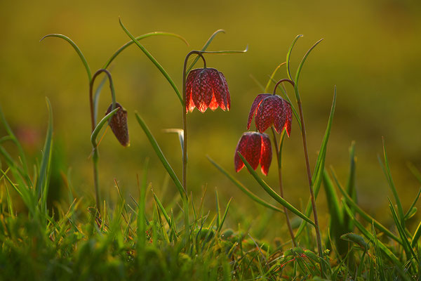 Schachbrettblume