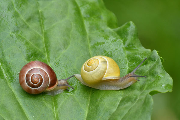 Garten-Bänderschnecke